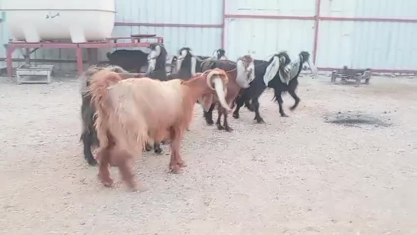 للبيع عورض دفيع - 1