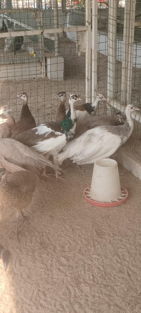 peacock mix - 1