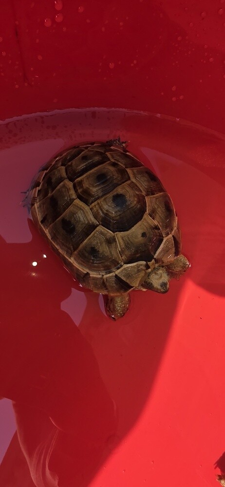 For Sale 2 turtles Male and Female - 6