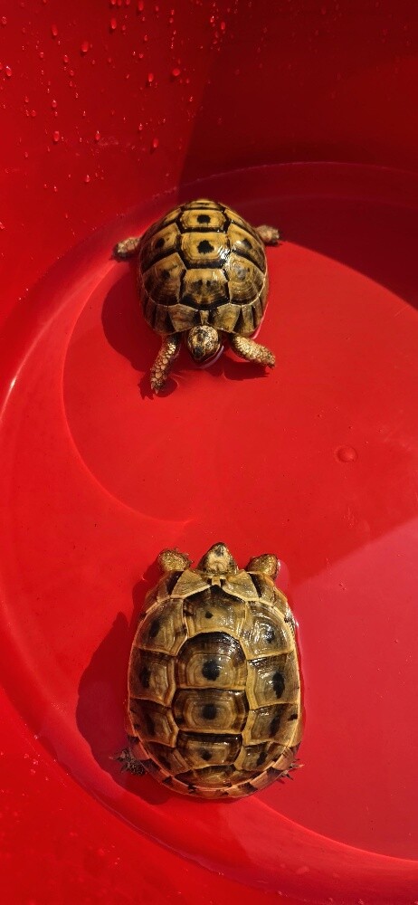 For Sale 2 turtles Male and Female - 4