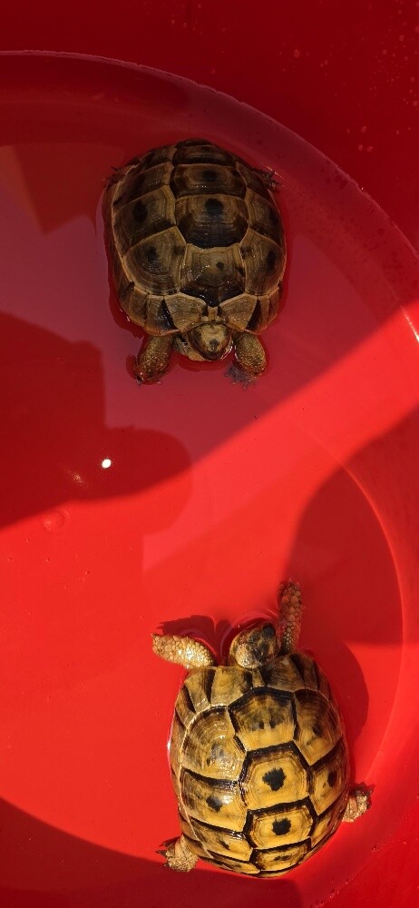 For Sale 2 turtles Male and Female - 3