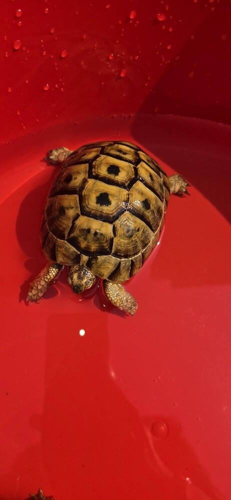 For Sale 2 turtles Male and Female - 5