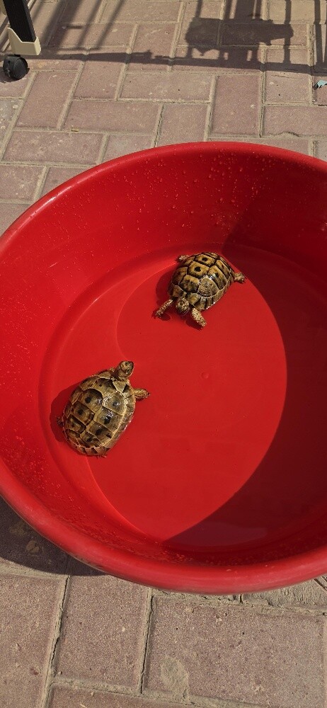 For Sale 2 turtles Male and Female - 2