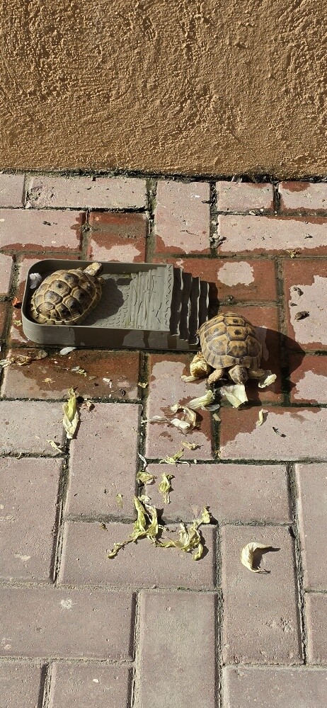 For Sale 2 turtles Male and Female - 1