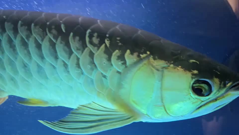 Golden Crossback Arowana - 3