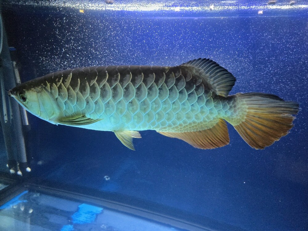 Golden Crossback Arowana - 1