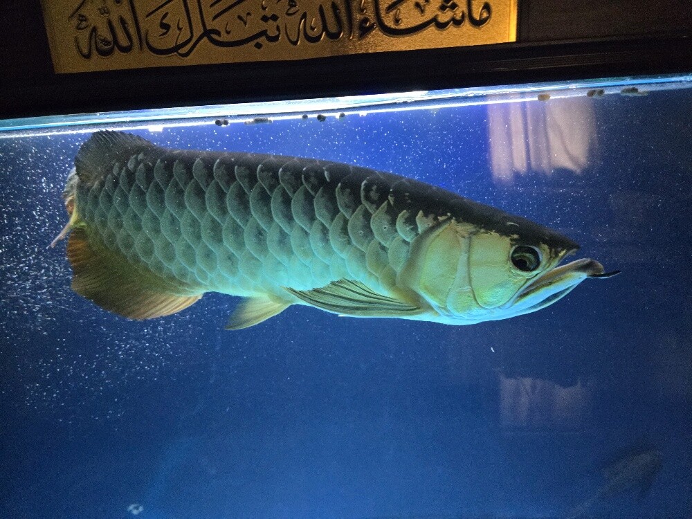 Golden Crossback Arowana - 2