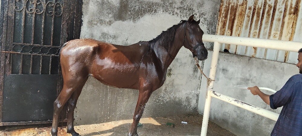 خيول عربى - 6