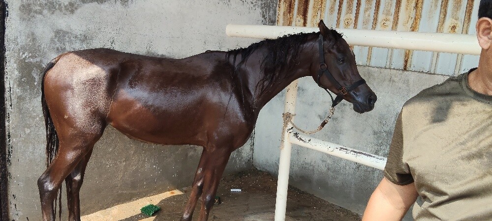 خيول عربى - 4