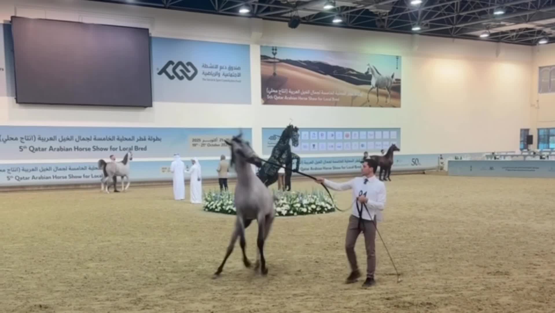 حصان عربي مميز ابن اليهاندرو - 5