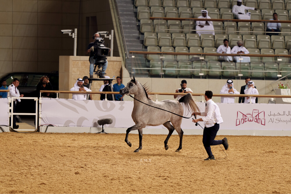 حصان عربي مميز ابن اليهاندرو - 4