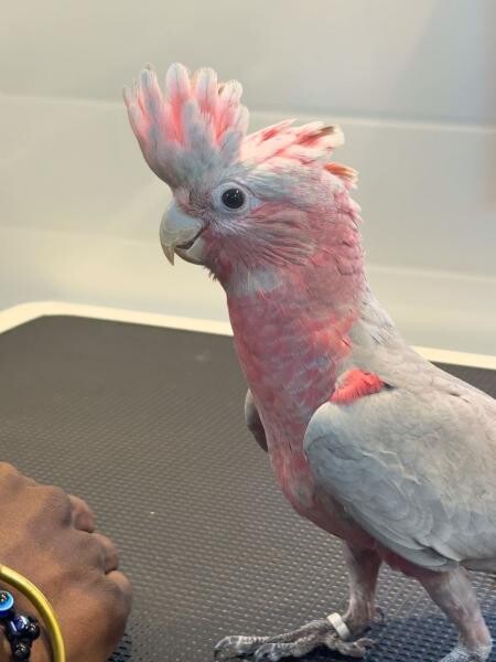 BIRD GROOMING HOME SERVICE - 6