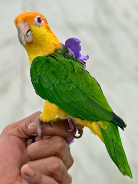 BIRD GROOMING HOME SERVICE - 5