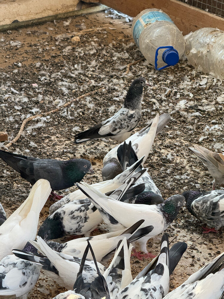 Pakistani pigeons - 2