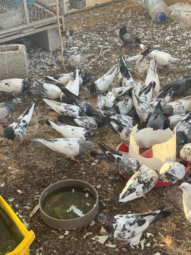Pakistani pigeons - 1