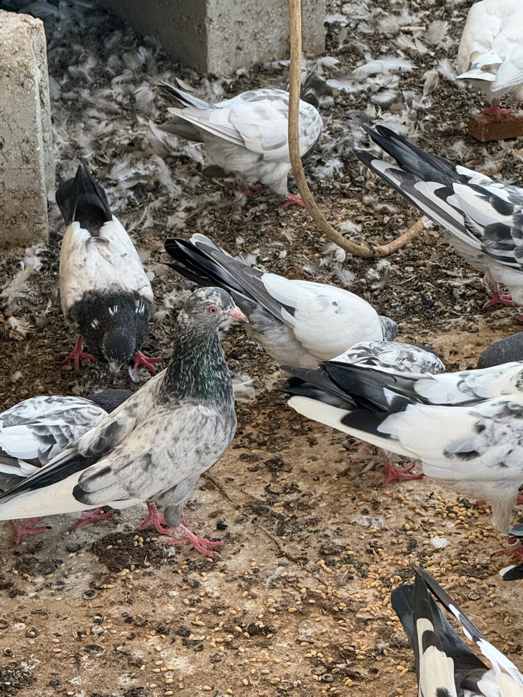 Pakistani pigeons - 4