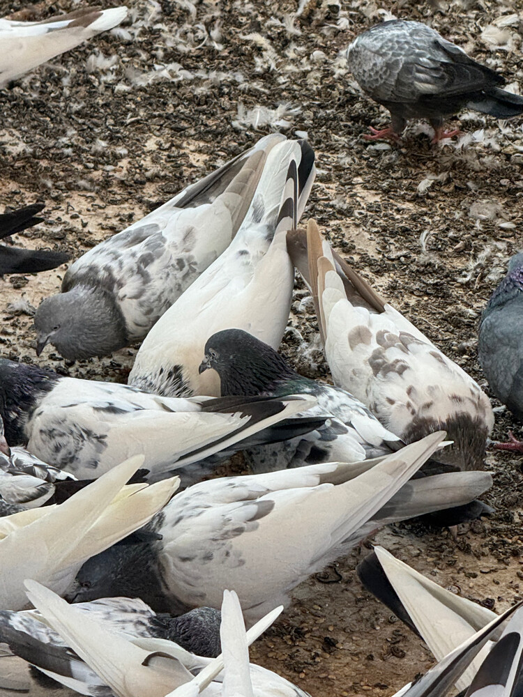 Pakistani pigeons - 3