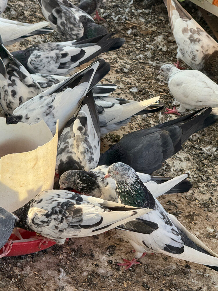 Pakistani pigeons - 5