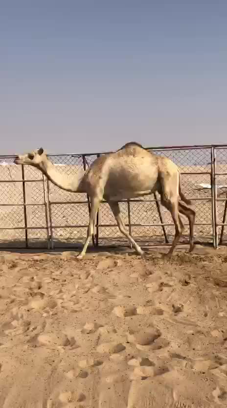 عشراء ثنو - 2