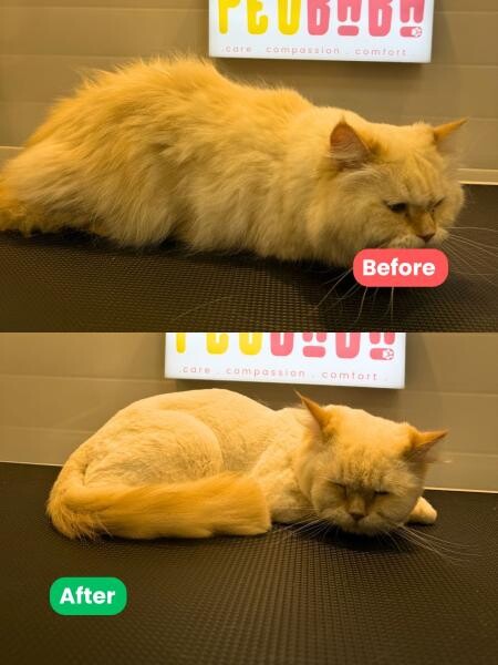 PET CLEANING AT HOME SERVICE - 6