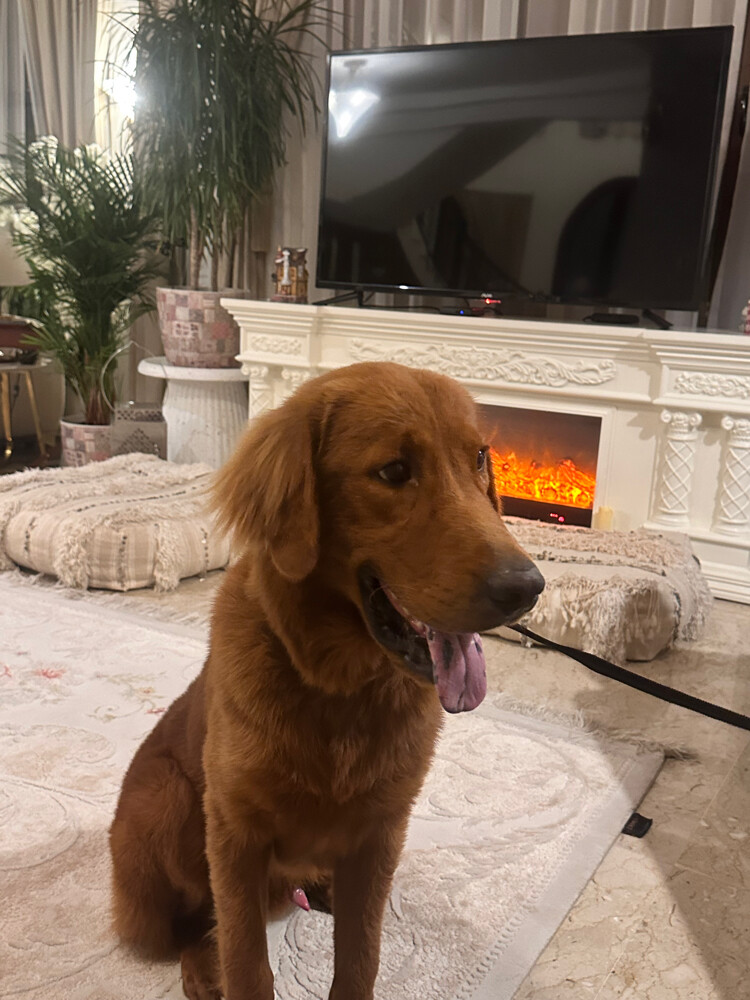 golden retriever  - 2