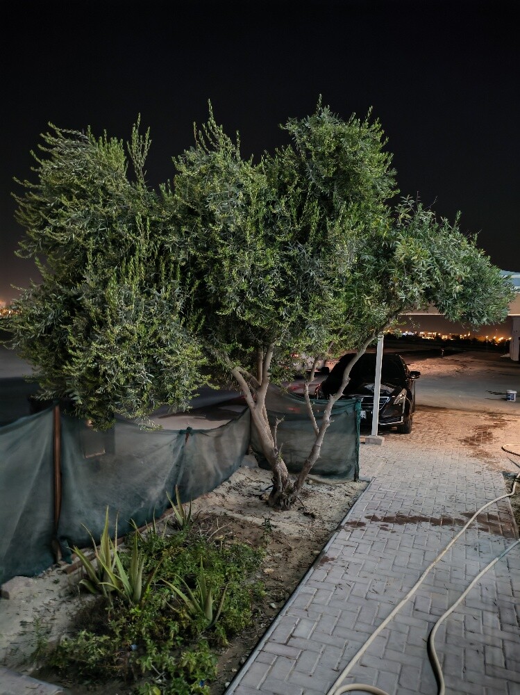 شجرة زيتون - 1