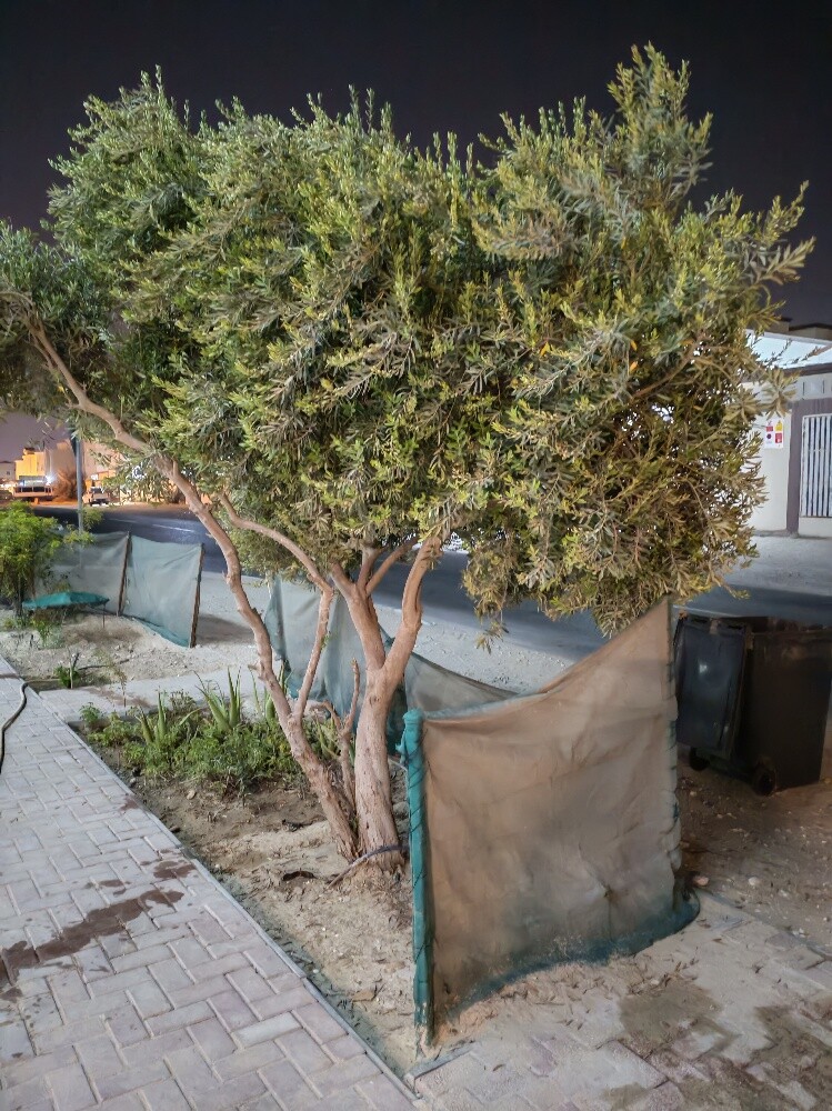 شجرة زيتون - 2