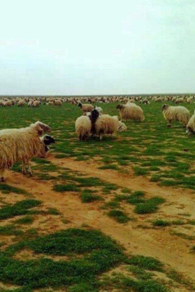 نقوم بي بناء المخيمات - 1