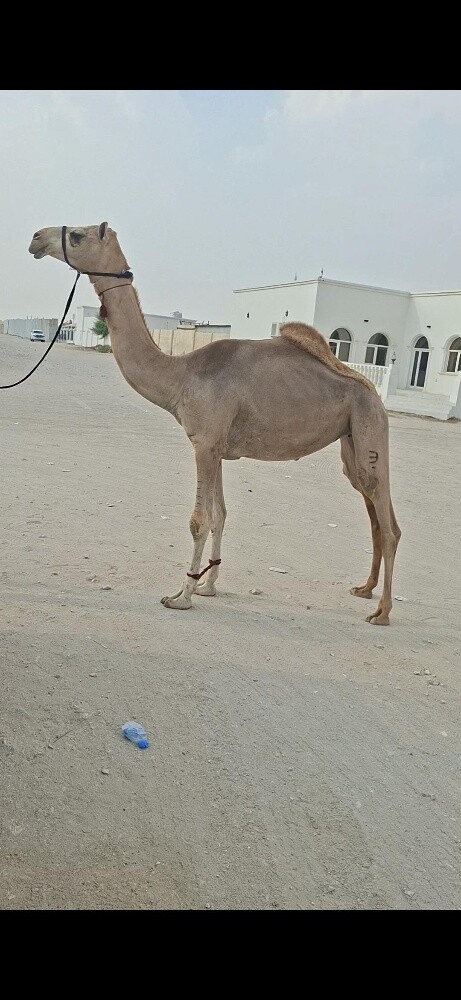 بكره عمانيه - 1