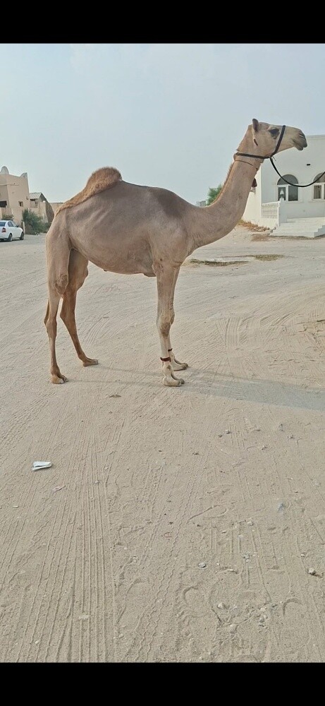 بكره عمانيه - 2