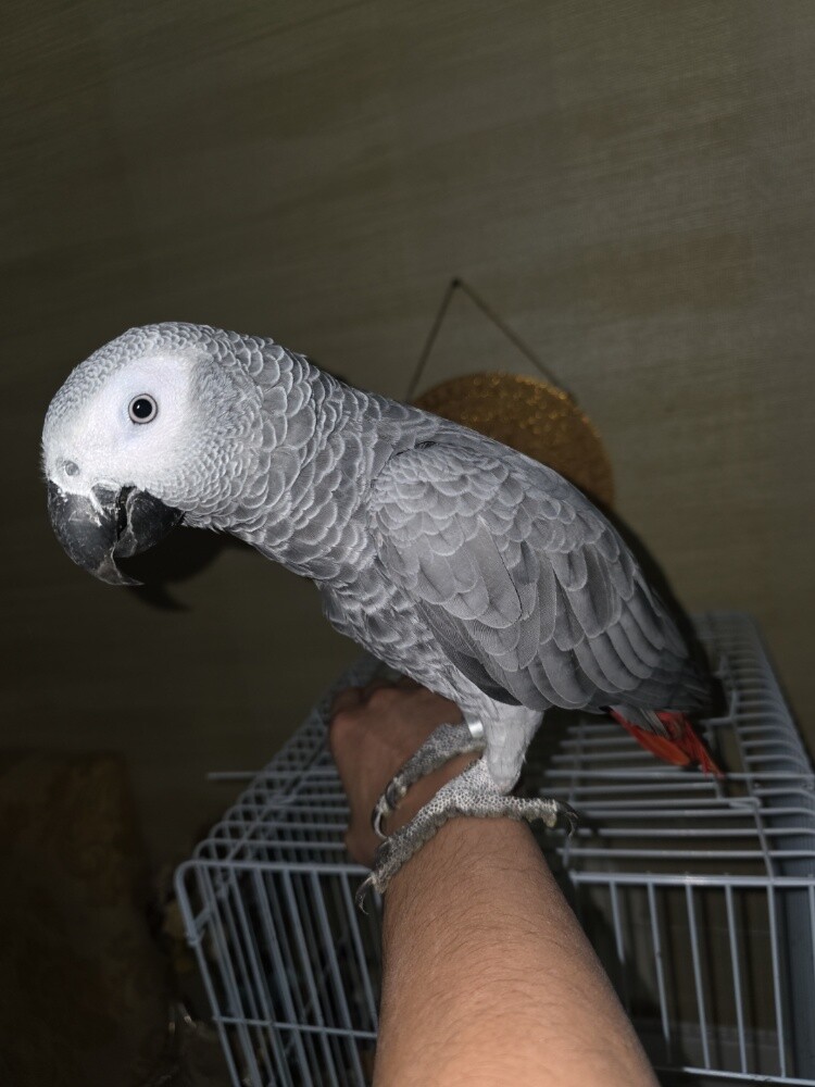 casco bird - 2