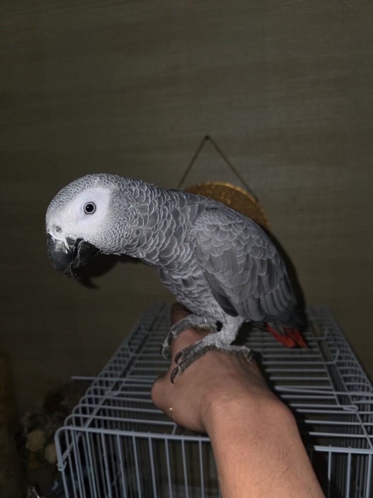 casco bird - 1