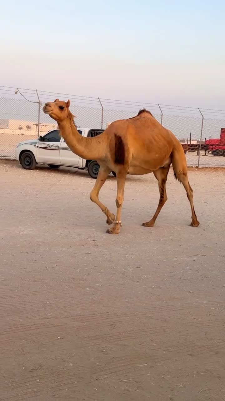 ناقه عمانيه متلي ولادها قريب  - 1
