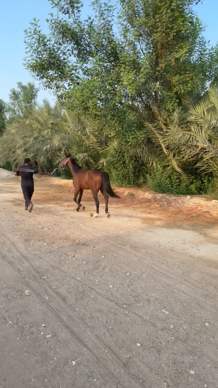 حصان عربي ريس خصي - 2
