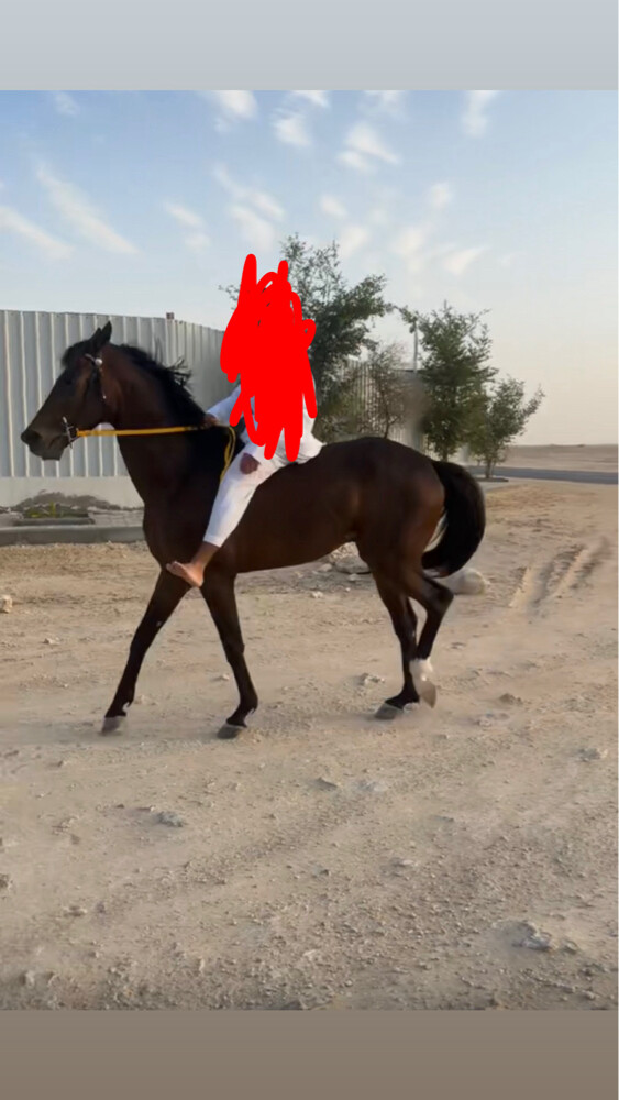 حصان عربي ريس خصي - 1