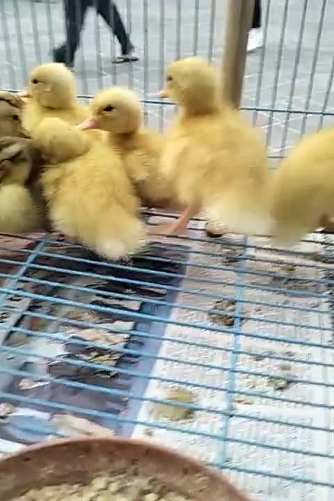 duck - 1