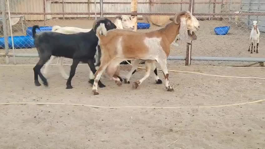 للبيع معزا عوارض وإحدى حليب - 1