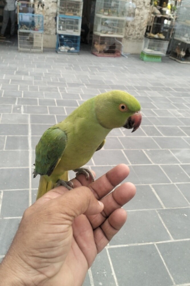 INDIAN PARTOT - 2