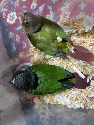 Green-Cheeked Conure  - 2