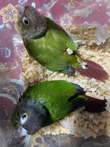 Green-Cheeked Conure  - 3