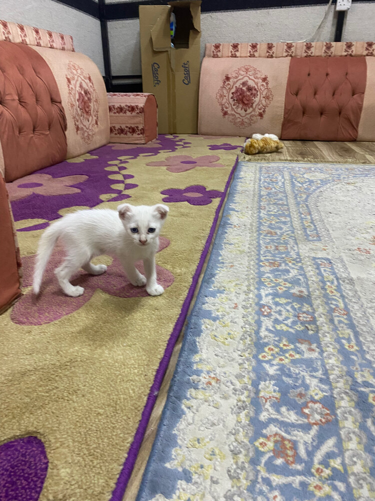 قطاوه سكوتش - 5