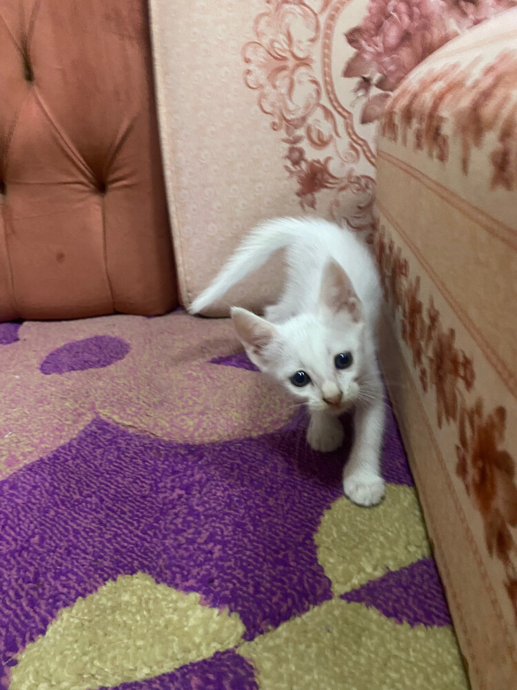 قطاوه سكوتش - 6