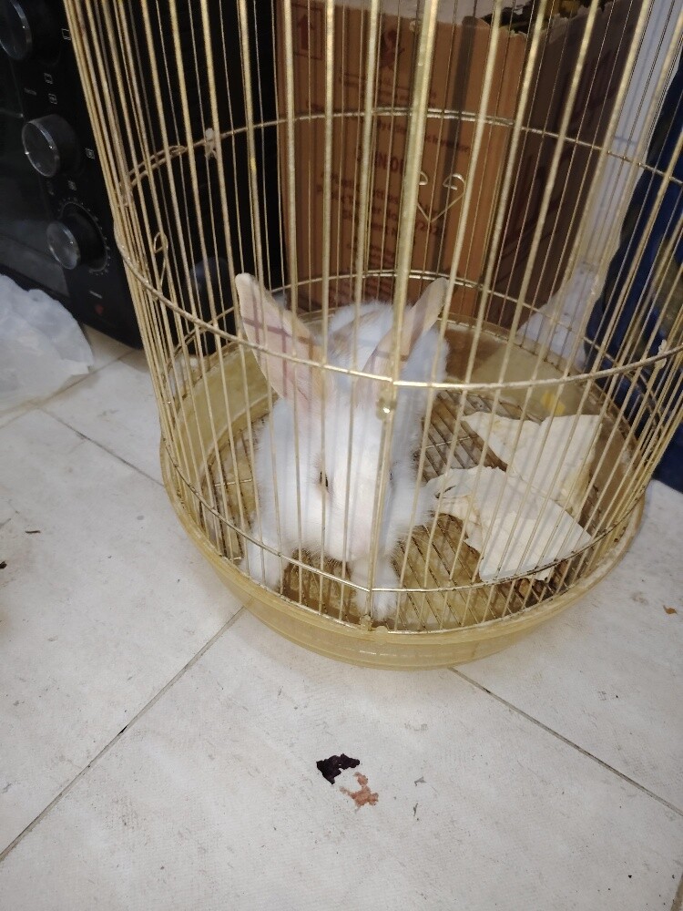 Rabbit for sale - 3