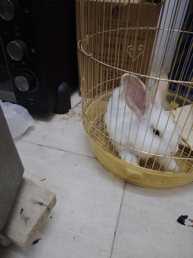 Rabbit for sale - 1