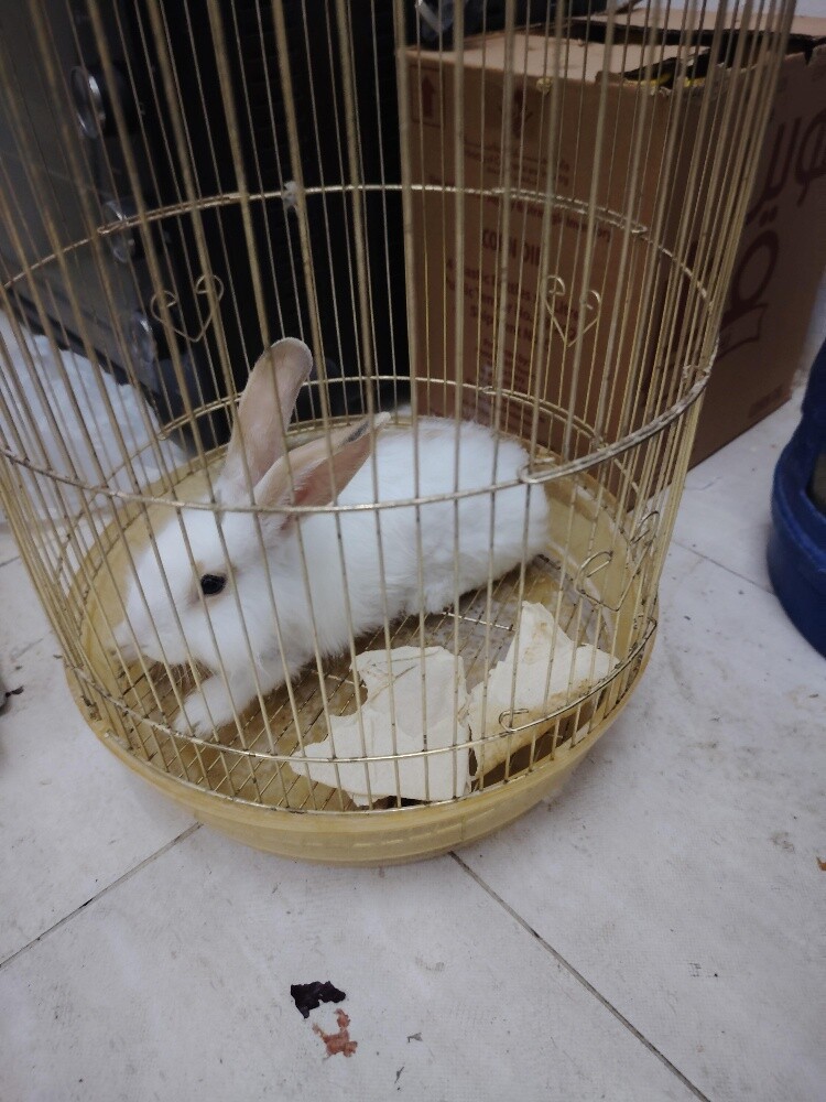 Rabbit for sale - 2