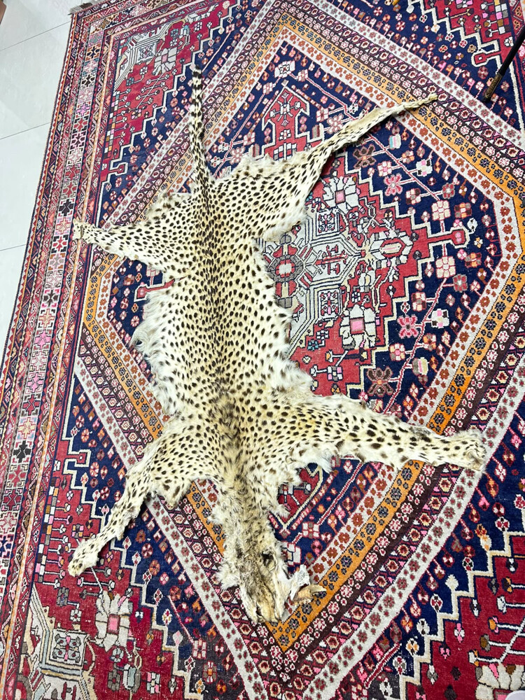 جلد النمر العربي - 3