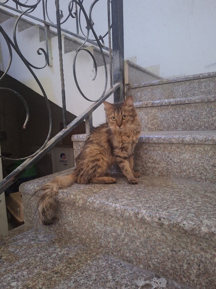 قطة كيوت - 1