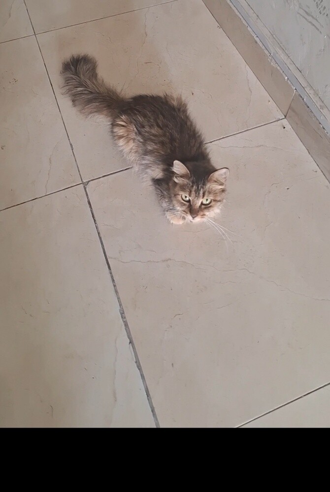 قطة كيوت - 2