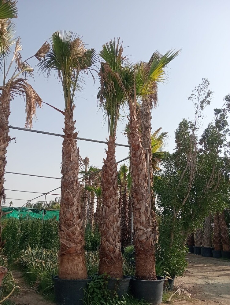 توريد وتركيب جميع انواع النخل - 3