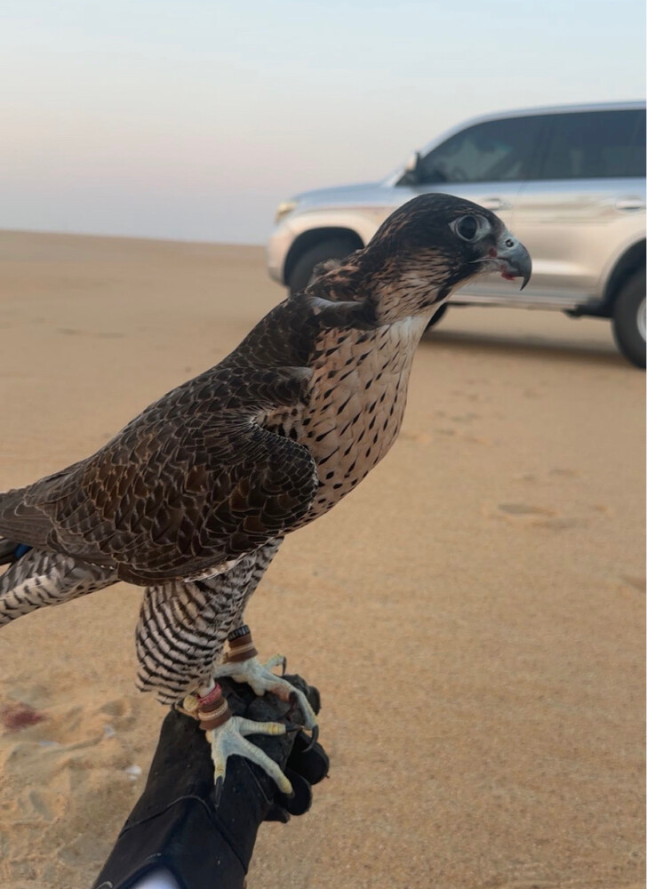 جير شاهين الوثبه السلامي - 1